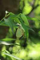 オオムラサキ　羽化 [XIB110021023]