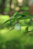 オオムラサキ　羽化 [XIB110021024]