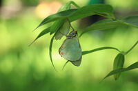 オオムラサキ　羽化 [XIB110021025]