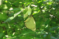 オオムラサキ　羽化後 [XIB110021026]