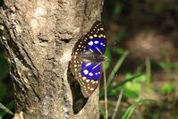 オオムラサキ（オス） [XIB110021029]