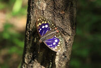 オオムラサキ（オス） [XIB110021030]