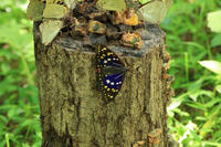 オオムラサキ（オス） [XIB110021031]