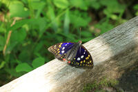 オオムラサキ（オス） [XIB110021032]