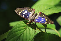 オオムラサキ（オス） [XIB110021033]