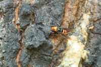 スズメバチ [XIB110021034]