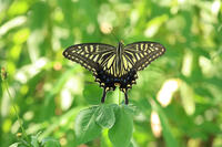 ナミアゲハ [XIB110021036]