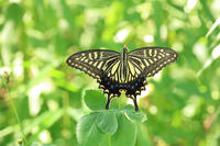 ナミアゲハ [XIB110021037]