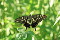 ナミアゲハ [XIB110021038]