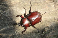 カブトムシ　オス [XIB110021043]