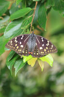 オオムラサキ　メス [XIB110021045]