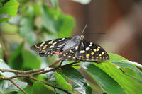 オオムラサキ　メス [XIB110021047]