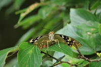 オオムラサキ　メス [XIB110021049]