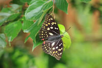 オオムラサキ　メス [XIB110021050]