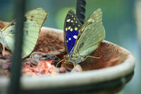 オオムラサキ　メス [XIB110021054]