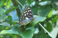 オオムラサキ　オス [XIB110021055]