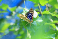 オオムラサキ　オス [XIB110021057]