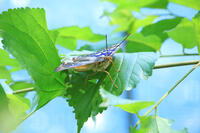 オオムラサキ　オス [XIB110021058]