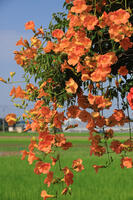 ノウゼンカズラ [XIB110021060]