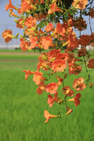 ノウゼンカズラ [XIB110021061]