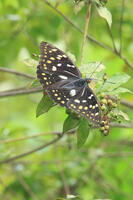 オオムラサキ　メス [XIB110021064]