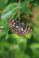 オオムラサキ　メス [XIB110021066]