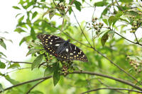 オオムラサキ　メス [XIB110021067]