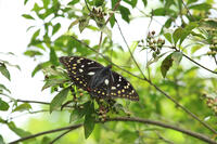 オオムラサキ　メス [XIB110021068]