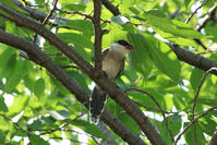 オナガ [XIB110021069]