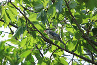 オナガ [XIB110021071]