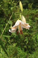 ヤマユリ [XIB110021073]