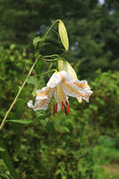 ヤマユリ [XIB110021074]