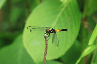 オオシオカラトンボ　 [XIB110021078]