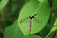 オオシオカラトンボ　 [XIB110021079]