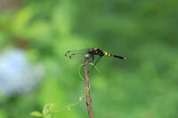 オオシオカラトンボ　 [XIB110021081]