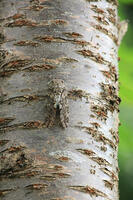 ニイニイゼミ [XIB110021084]