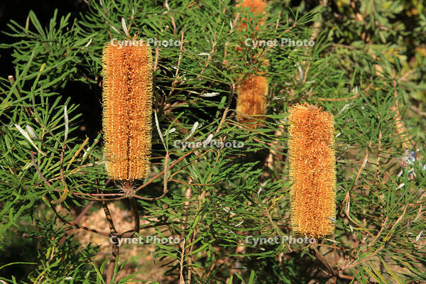 ヘアピンバンクシア [XIB110019891]