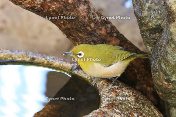 メジロ [XIB110020291]