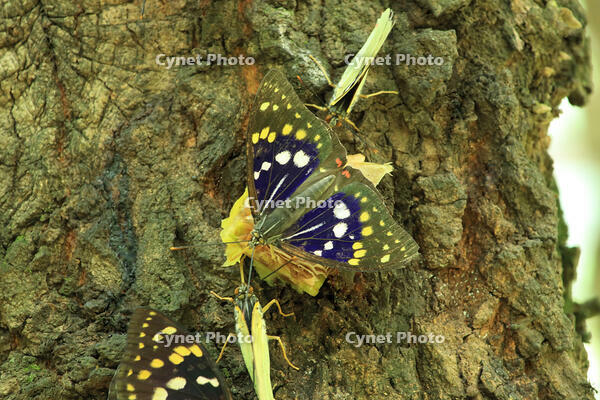 オオムラサキ（オス）の群れ [XIB110020987]