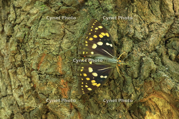 オオムラサキ（メス）の群れ [XIB110020988]