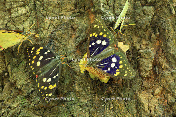 オオムラサキ（オス・メス）の群れ [XIB110020989]