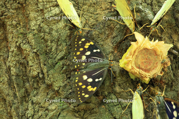 オオムラサキ（メス）の群れ [XIB110020990]