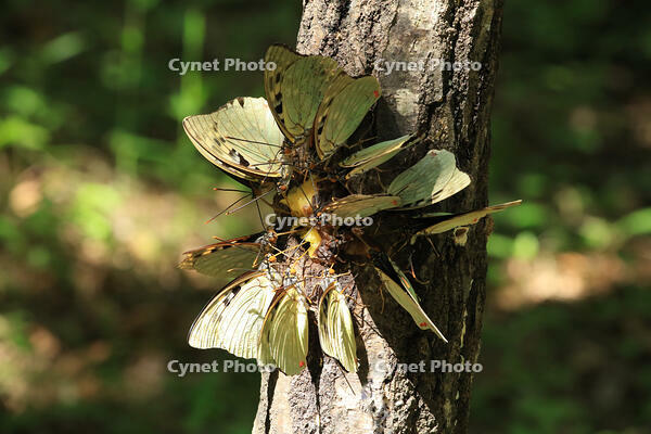 オオムラサキの群れ [XIB110020991]