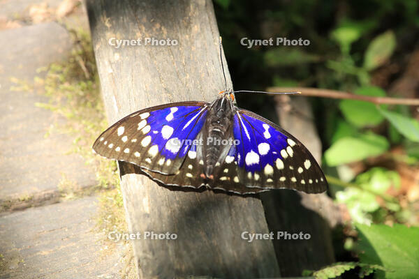 オオムラサキ（オス） [XIB110020993]