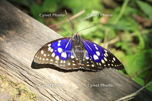 オオムラサキ（オス） [XIB110020994]