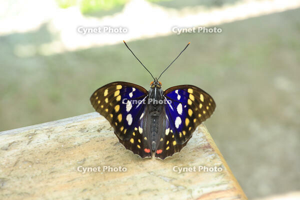 オオムラサキ（オス） [XIB110020995]