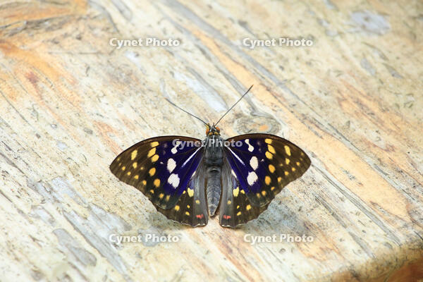 オオムラサキ（オス） [XIB110020996]