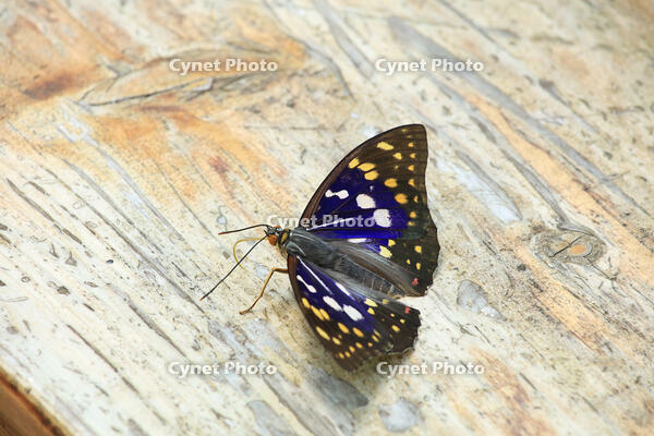 オオムラサキ（オス） [XIB110020997]