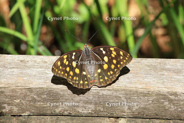 オオムラサキ（メス） [XIB110020999]