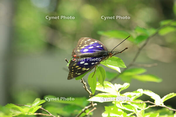 オオムラサキ（オス） [XIB110021000]